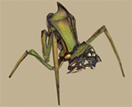 Antlion
